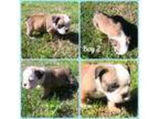Bulldog Puppy for sale in Benson, NC, USA