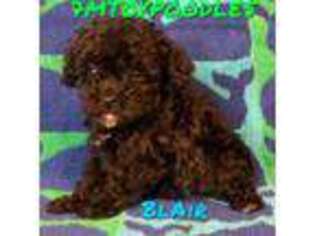 Mutt Puppy for sale in Sterling, OK, USA