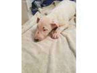Bull Terrier Puppy for sale in Meridian, MS, USA