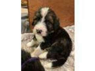 Mutt Puppy for sale in Milnor, ND, USA