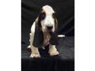 Basset Hound Puppy for sale in Bakersfield, CA, USA