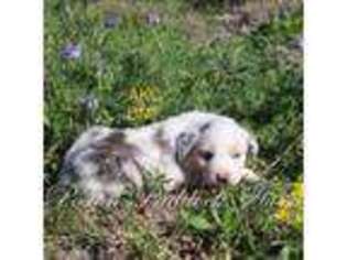 Australian Shepherd Puppy for sale in Hubbard, TX, USA