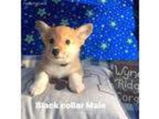 Pembroke Welsh Corgi Puppy for sale in Scottown, OH, USA