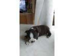 Boston Terrier Puppy for sale in Mio, MI, USA
