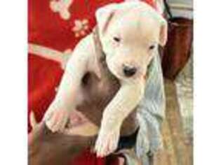 Dogo Argentino Puppy for sale in Cincinnati, OH, USA