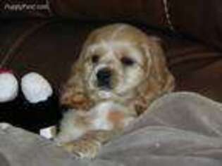 Cocker Spaniel Puppy for sale in Irmo, SC, USA
