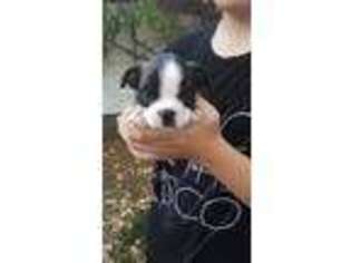 Boston Terrier Puppy for sale in Arbuckle, CA, USA