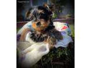 Yorkshire Terrier Puppy for sale in Lodi, CA, USA