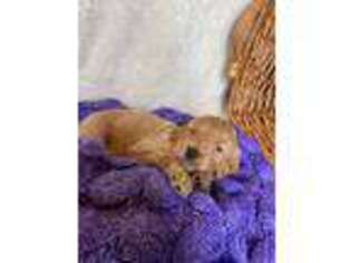 Goldendoodle Puppy for sale in Huntley, MT, USA