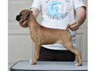 Boxer Puppy for sale in Corona, CA, USA