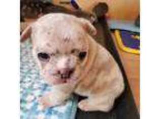 French Bulldog Puppy for sale in Burnsville, NC, USA