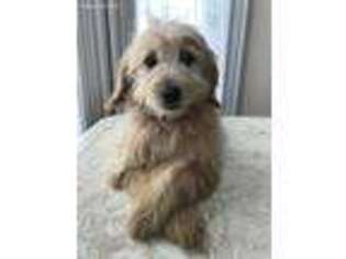 Goldendoodle Puppy for sale in Forest, OH, USA