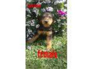 Airedale Terrier Puppy for sale in Andover, OH, USA