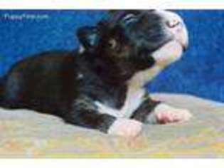 Bull Terrier Puppy for sale in Pembroke, NC, USA