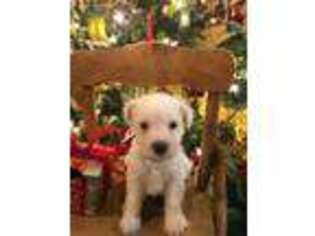 Mutt Puppy for sale in Shallowater, TX, USA
