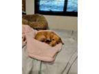 Dachshund Puppy for sale in Osteen, FL, USA