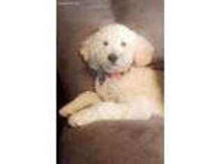 Goldendoodle Puppy for sale in Amity, AR, USA