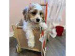 Cavapoo Puppy for sale in Sylmar, CA, USA