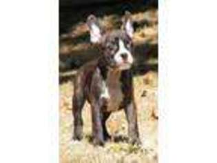 Bulldog Puppy for sale in ROSEBURG, OR, USA