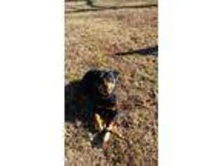 Rottweiler Puppy for sale in Macomb, MO, USA