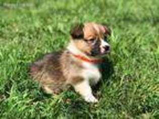 Pembroke Welsh Corgi Puppy for sale in Salem, NJ, USA