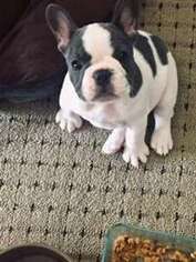 French Bulldog Puppy for sale in Haddam, CT, USA