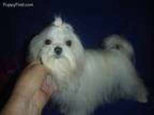 Maltese Puppy for sale in COLUMBIA, KY, USA