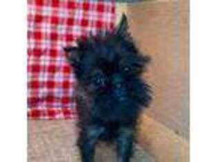 Brussels Griffon Puppy for sale in Richland, MO, USA