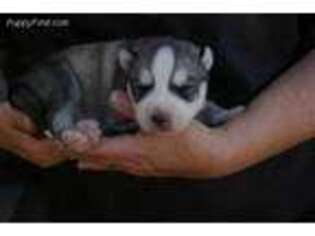 Siberian Husky Puppy for sale in Molalla, OR, USA