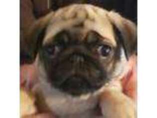 Pug Puppy for sale in Kelso, WA, USA