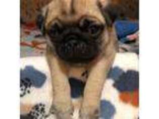 Pug Puppy for sale in Louisville, CO, USA