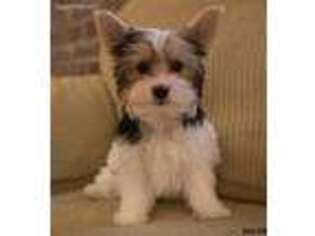 Yorkshire Terrier Puppy for sale in Charlottesville, VA, USA