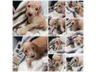 Goldendoodle Puppy for sale in Lenoir, NC, USA