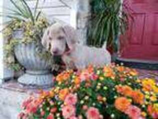 Weimaraner Puppy for sale in Havelock, NC, USA