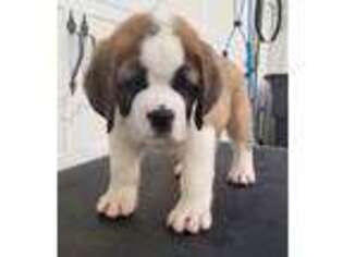 Saint Bernard Puppy for sale in Autryville, NC, USA