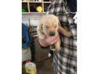 Labrador Retriever Puppy for sale in Cokato, MN, USA