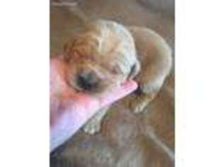 Golden Retriever Puppy for sale in Montrose, CO, USA