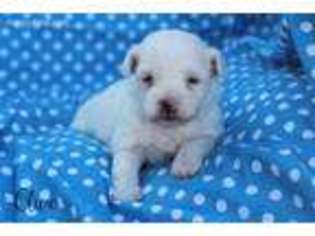 Havanese Puppy for sale in Kemp, TX, USA