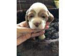 Cocker Spaniel Puppy for sale in Lynchburg, OH, USA