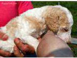 Mutt Puppy for sale in Coral, MI, USA