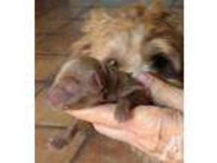 Labradoodle Puppy for sale in SAHUARITA, AZ, USA