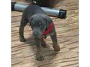 Doberman Pinscher Puppy for sale in Spring, TX, USA