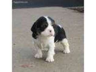 Cavalier King Charles Spaniel Puppy for sale in Reinholds, PA, USA