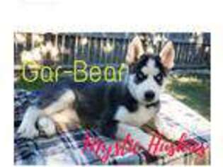Siberian Husky Puppy for sale in Roland, OK, USA