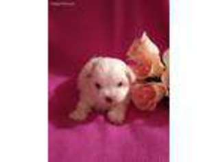 Maltese Puppy for sale in Summer Shade, KY, USA