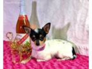 Chihuahua Puppy for sale in Linneus, MO, USA