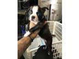 Boston Terrier Puppy for sale in Lake Forest, CA, USA