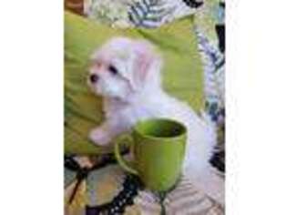 Maltese Puppy for sale in El Paso, TX, USA