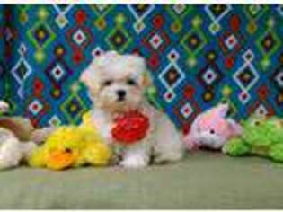 Maltese Puppy for sale in WINSTON SALEM, NC, USA