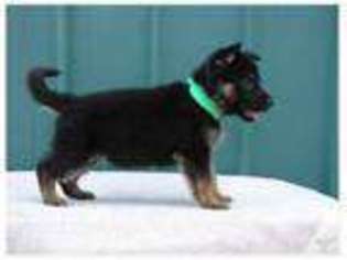 German Shepherd Dog Puppy for sale in SCOTTSVILLE, KY, USA